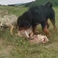un mastín protegiendo a un lobo de su manada