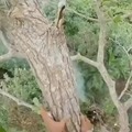 commented item thumbnail