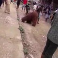 Orangután conoce a aldeanos