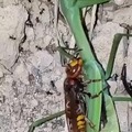 La mantis se está comiendo una avispa viva a la vez que es comida viva por otra avispa