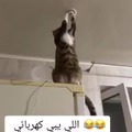 o gato eletricista