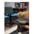 Cachorro: Olha o que eu consigo fazer