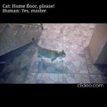 Smart cat uses elevator