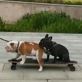 When your dog be skateboarding wrong u be like "what the dog doin?"