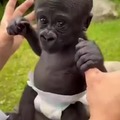 Little baby gorilla