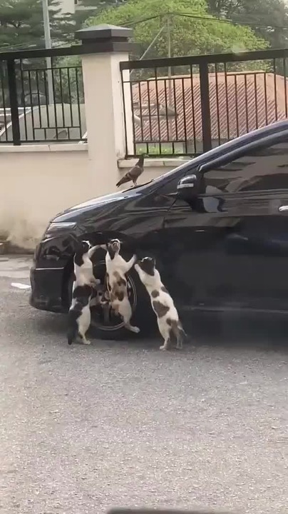 Sneaky Cats Meme By Draconianmelon Memedroid