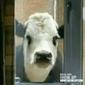 Video filtrado de las vacas sobre el secuestro de novagecko