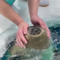 Pet the Seal