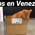 gatos en venezuela