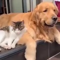 This dog and this cat are incredibly friendly with each other