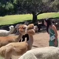 alpaca escupe a una turista