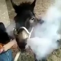 Le weed horse