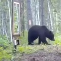 oso encontrandose con un espejo