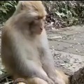 Los monos merecen algo mejor