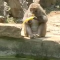 momento triste en el que a un mono se le cae el plátano al agua