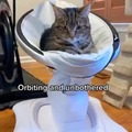 Orbiting cat