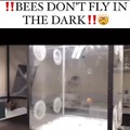 Bees don't fly in the dark