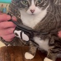 commented item thumbnail