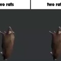 2 rats