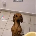 AL perro no le gustan los limones