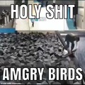 AMGRY BIRD !