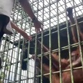 el orangután solo quería un abrazo