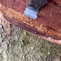 Extracting sap from a rubber tree