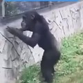 mapache muerde un dedo a un mono