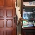 Smart kitty know how to unlock the door