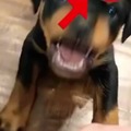 commented item thumbnail