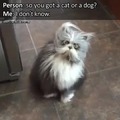 Es un perro o un gato? Hmmm...