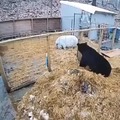 Bear wants to eat pigs but pigs dont mess around