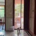 The way he opens the door curtain