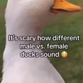 Ducks