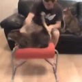 Gato masaje