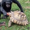 Mexicano alimentando a una tortuga
