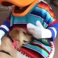 Good boy loves Donald Duck