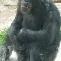 El chimpancé loco