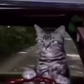 Gatito conduciendo