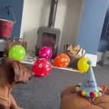 Happ birthday doggo