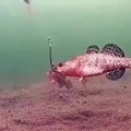 Underwater footage of a fish getting caught