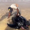 Turtle caught in low tide
