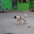 Cachorro que joga boquetebol