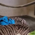 A baby chimp was born at The Sedgwick County Zoo, the baby had trouble getting oxygen so had to be kept at the vet. This is a clip of mom reuniting with her baby after almost 2 days apart.