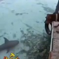 Perro cazador de tiburones