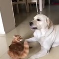 Cat understands who's the boss