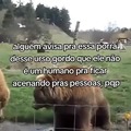 Urso  burro da porra