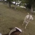 Such a bully goat