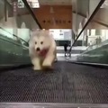 Corre perro!