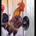 Epic cock!